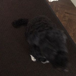 Meet your Posher, Talia